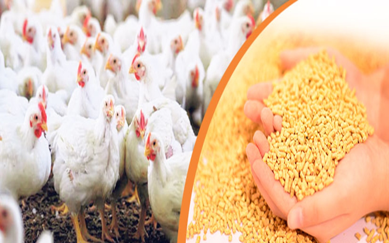 Poultry Feed Production