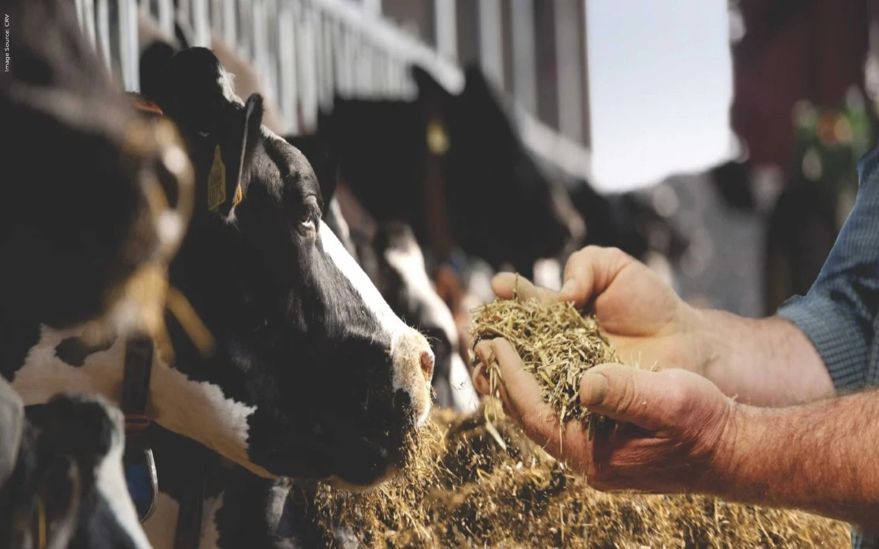 Cattle & Dairy Feed