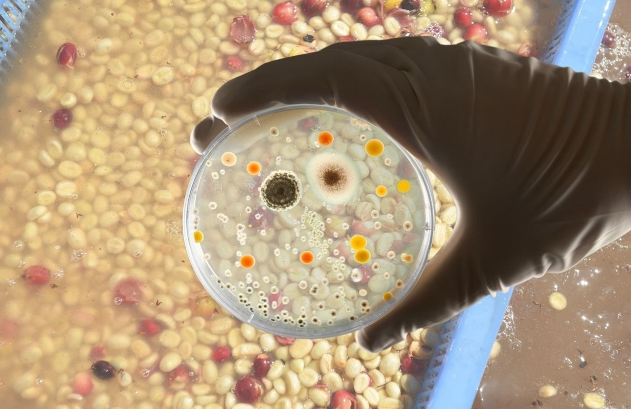 Fermentation Additives